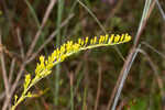 Pine barren goldenrod